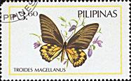 菲律賓裳鳳蝶