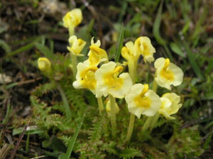 儒侏馬先蒿 儒侏馬先蒿