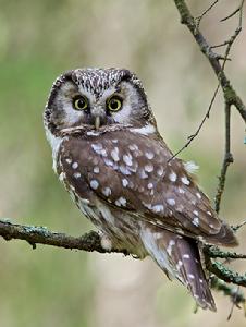 鬼鴞北方亞種 鬼鴞北方亞種