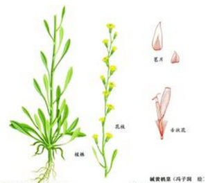鹼黃鵪菜 鹼黃鵪菜