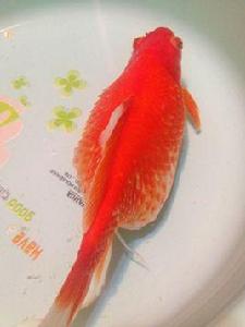金魚豎鱗病 金魚豎鱗病
