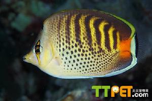 斜虎紋蝶 斜虎紋蝶