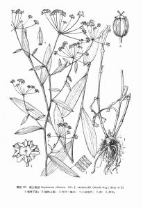 煙臺柴胡 煙臺柴胡