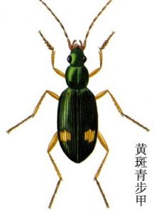 黃斑青步甲 黃斑青步甲