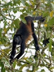 鬃毛吼猴 鬃毛吼猴