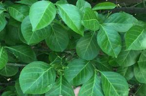 膠東衛矛 膠東衛矛