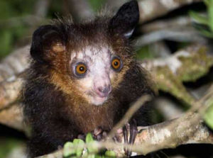 大齒黃芩 大齒黃芩