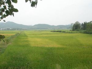 壯家自然村 壯家自然村