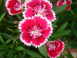 丁香石竹 丁香石竹