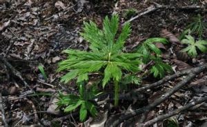 台灣橐吾 台灣橐吾