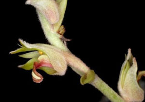 版納毛蘭 版納毛蘭