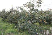 蓬萊市北溝鎮大姜家村