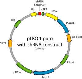 載體構建 載體構建