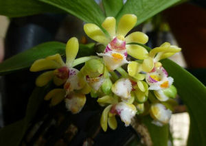 黃松盆距蘭 黃松盆距蘭