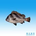 花尾胡椒鯛 花尾胡椒鯛