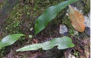 大瓦韋膜葉星蕨 大瓦韋膜葉星蕨