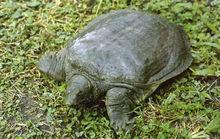 鱉[龜鱉目鱉科動物]