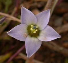 短藥肋柱花 短藥肋柱花