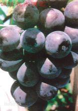 黑天鵝[葡萄品種]