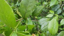 亮葉臘梅 亮葉臘梅