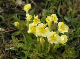 雙生馬先蒿 雙生馬先蒿