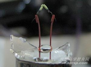 成螺旋形 成螺旋形