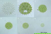 短棘盤星藻 短棘盤星藻