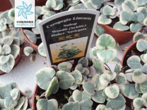 吊燈花屬 吊燈花屬