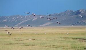 焉耆盆地 焉耆盆地