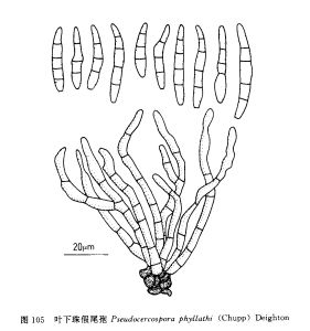 葉下珠假尾孢 葉下珠假尾孢