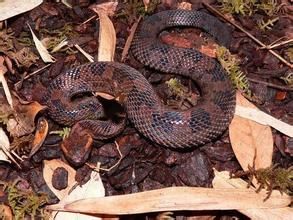 察隅烙鐵頭蛇 察隅烙鐵頭蛇