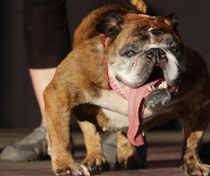 世界最醜犬大賽