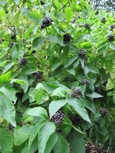 喬木五加 喬木五加