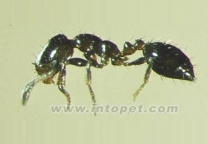 中華小家蟻 中華小家蟻