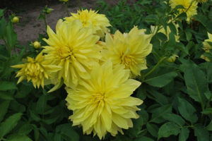 深綠褶葉蘚 深綠褶葉蘚