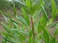 線葉車桑子 線葉車桑子