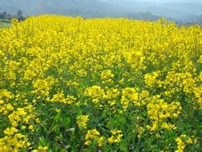 雙低油菜 雙低油菜