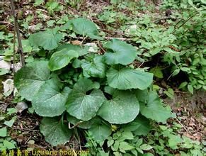 毛苞橐吾 毛苞橐吾