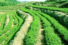 丹山翠雲茶 丹山翠雲茶