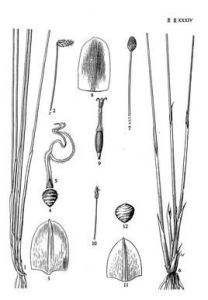 四棱飄拂草 四棱飄拂草