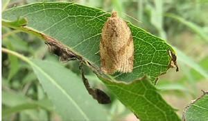 淺皮蟲屬 淺皮蟲屬