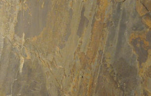 加利福利亞金 | California Gold |