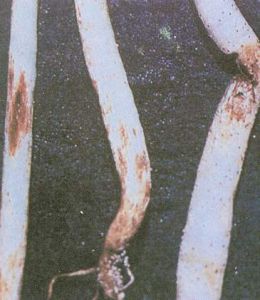 棉苗猝倒病 棉苗猝倒病