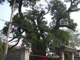 覃村大槐樹 覃村大槐樹