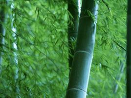 巨竹 巨竹