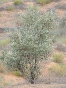 擬蠶豆岩黃耆 擬蠶豆岩黃耆