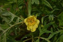 黃牡丹[芍藥屬植物]