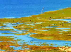 阿古拉濕地公園 阿古拉濕地公園