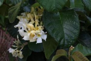 瓣裂鹿角藤 瓣裂鹿角藤