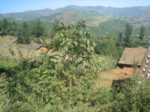 叉河自然村 叉河自然村